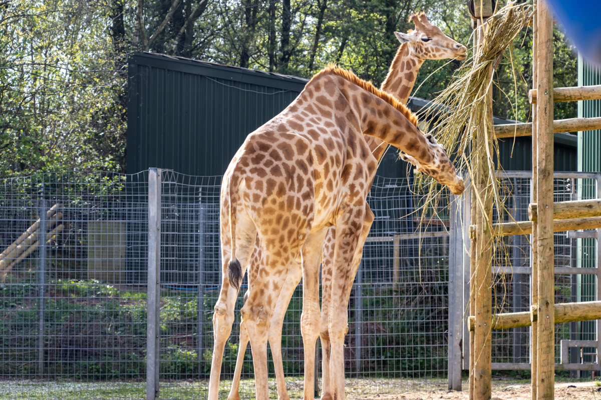 Kordofan Giraffes