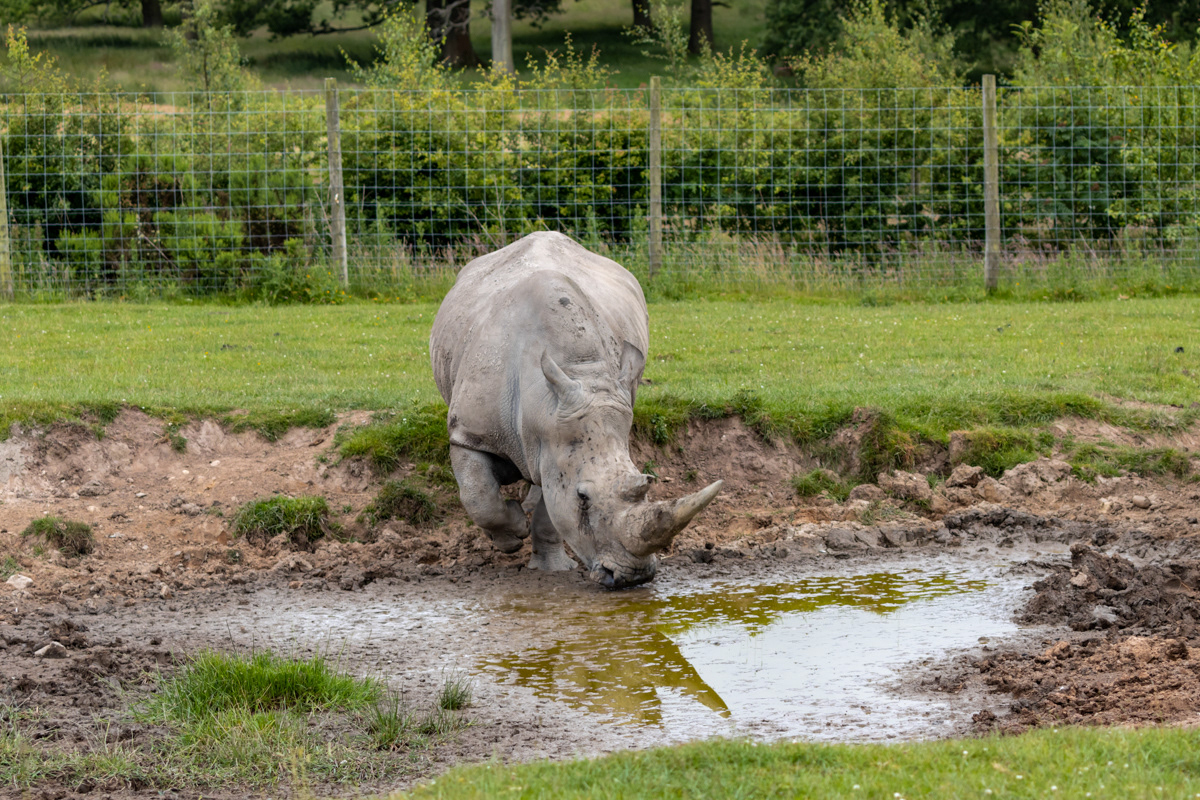 White Rhino (1)