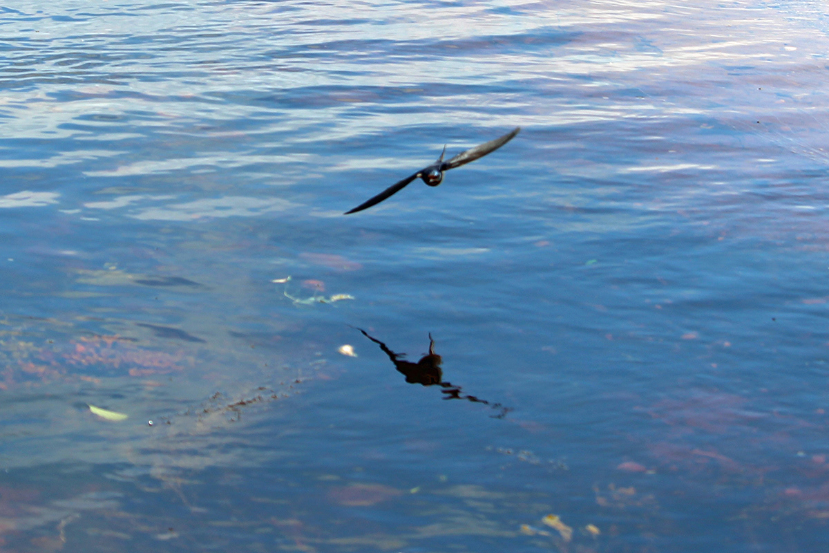 Is It a Bird Or Is It a Plane?