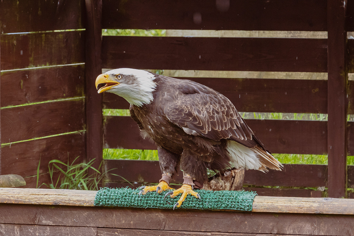 Bald Eagle