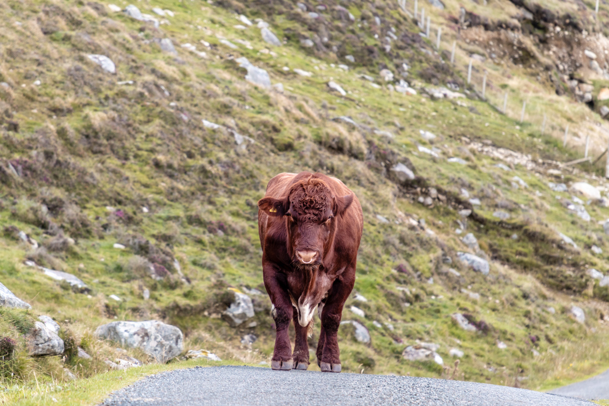 The Hushinish Cow Family (Dad)
