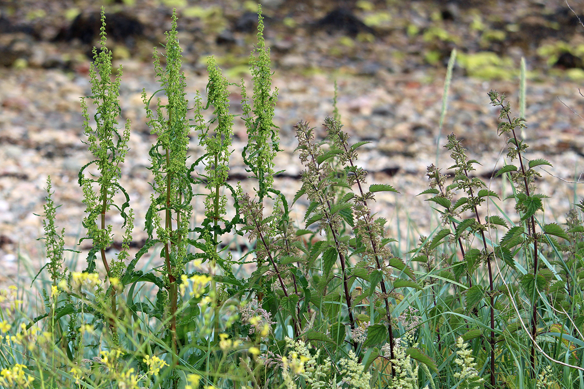 Nettles Versus Docks