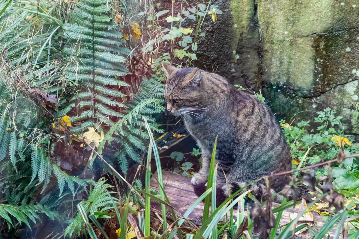 Scottish Wild Cat