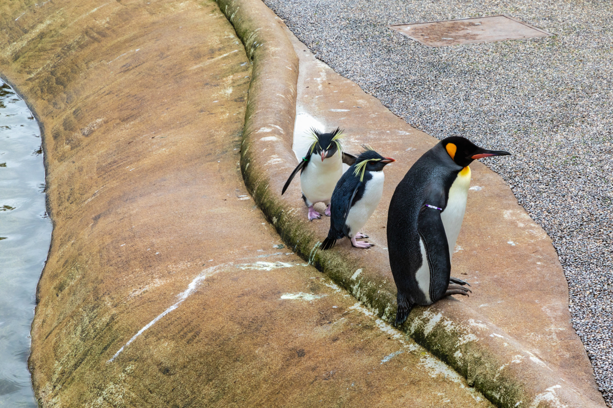 Northern Rockhoppers and a King Penguin
