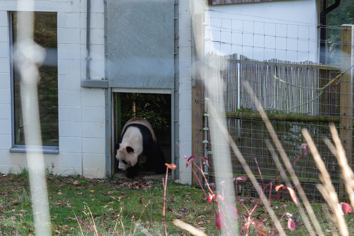 Giant Panda