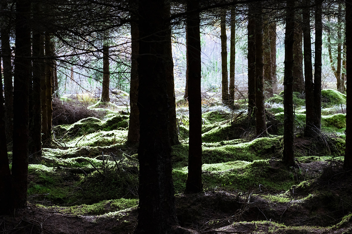 Light Through the Trees, Abriachan Forest, Loch Ness
