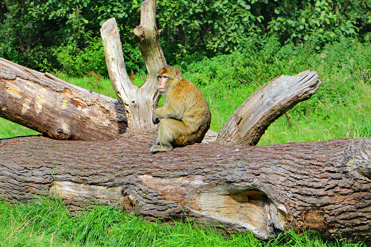 Barbary Macaque, Trentham Monkey Forrest