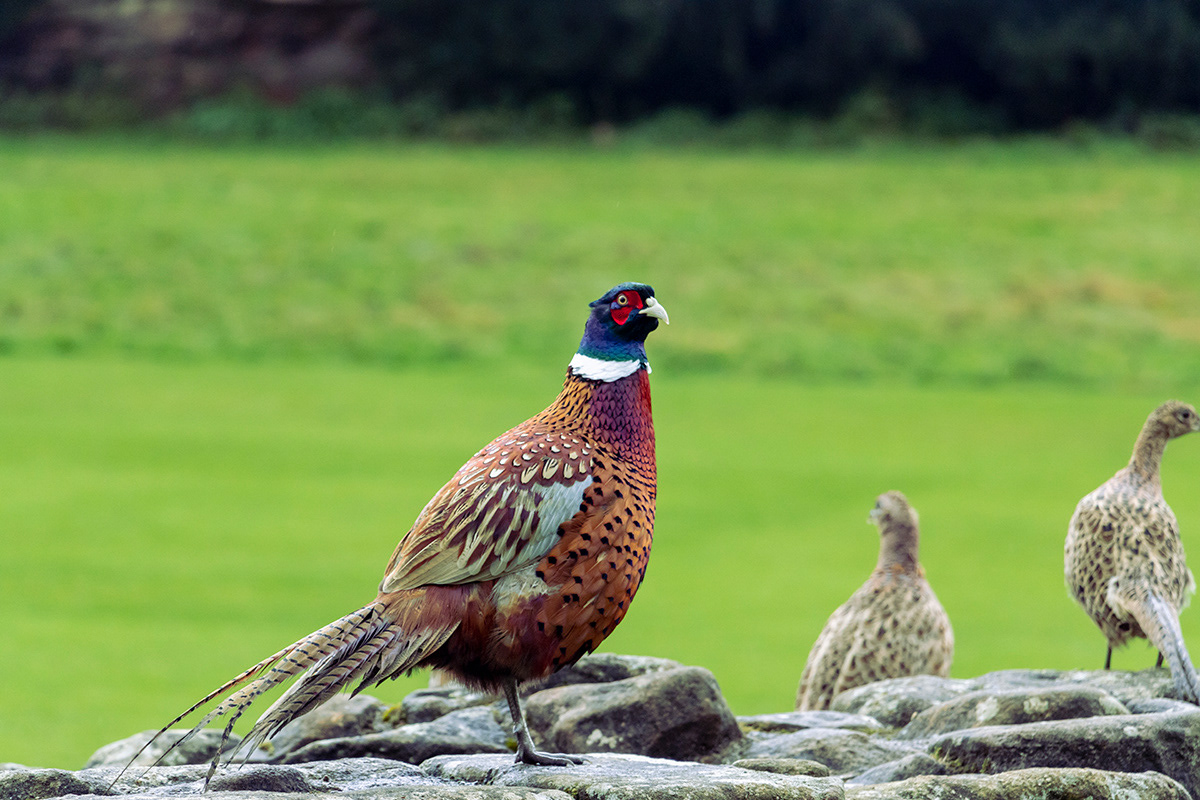 Pheasants, Fountains Abbey