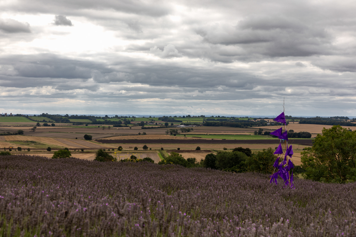 Lavender in Yorkshire