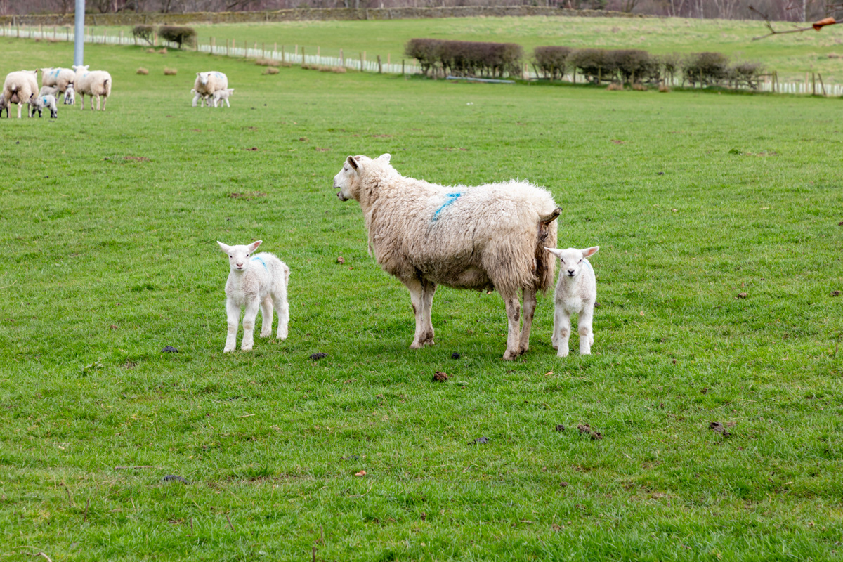 Ewe and Lambs