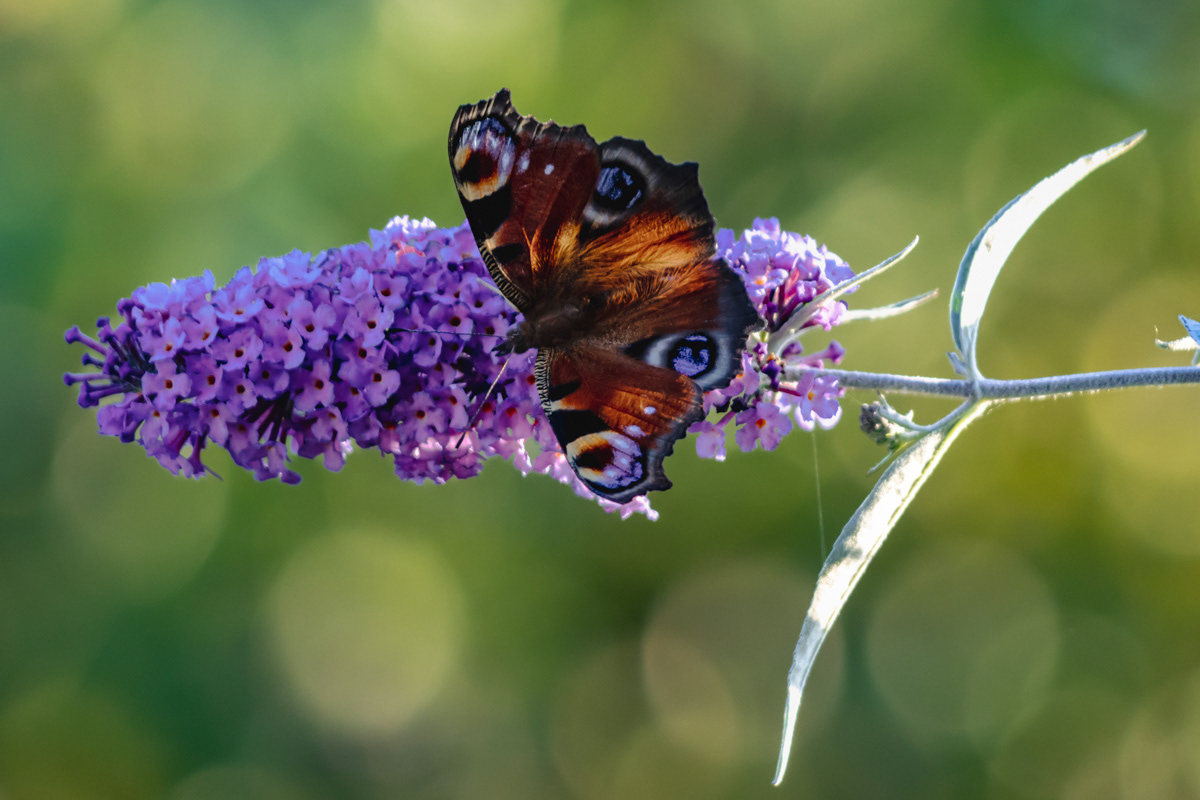 Peacock butterfly on a buddleia.