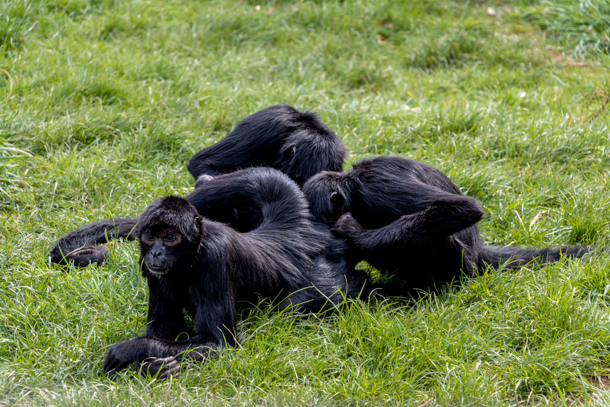 "Wish I had asked for a facial." Columbian Spider Monkeys