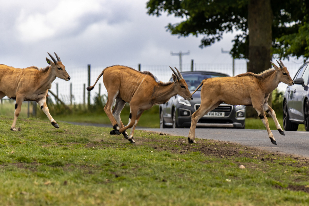 Run! Quick! There's a break in the traffic.