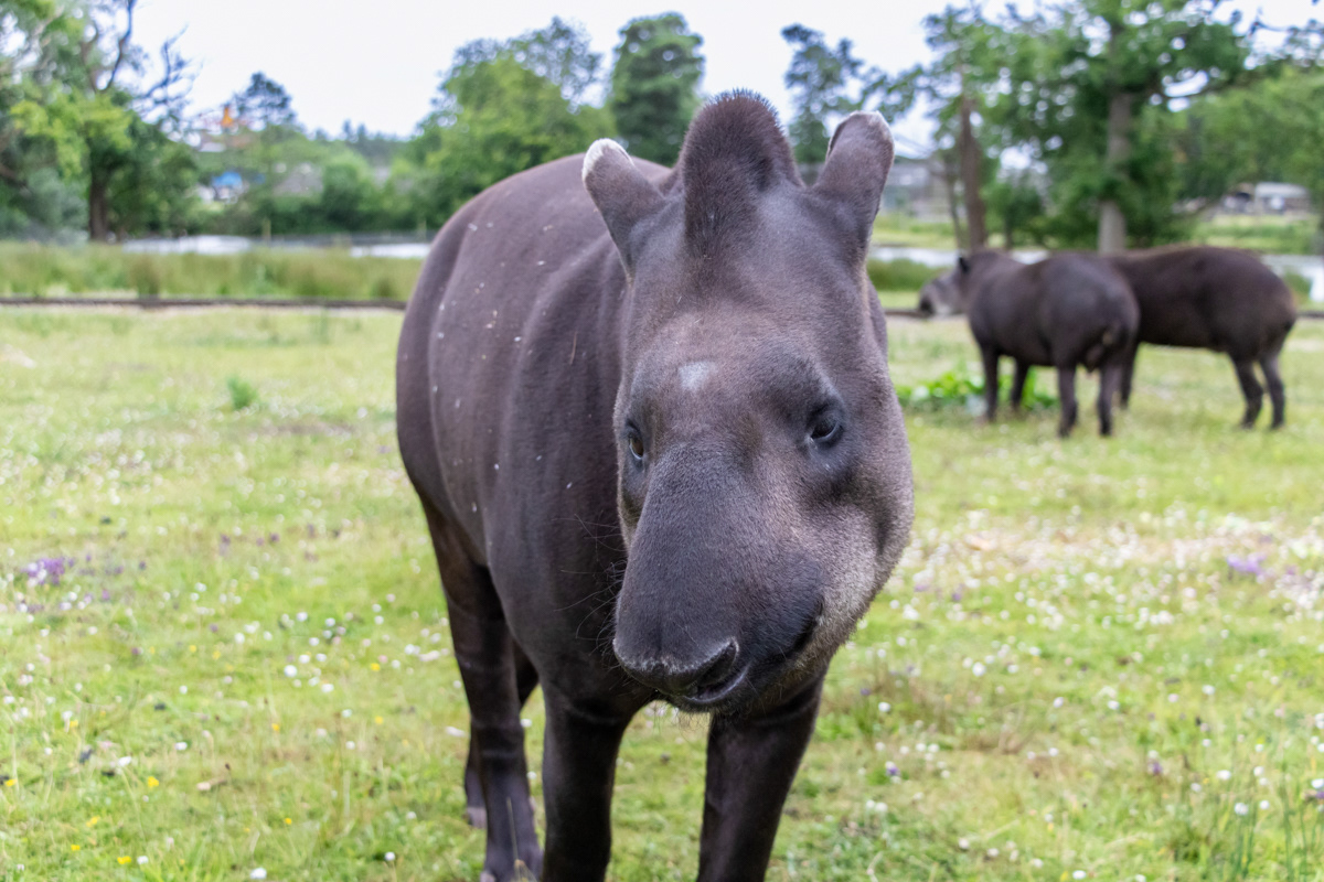 Lowland Tapir (2)