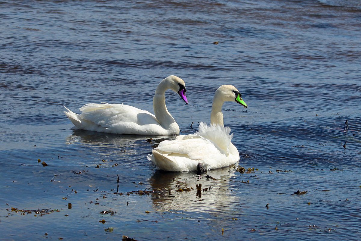 Colourful Swans, Whiting Bay