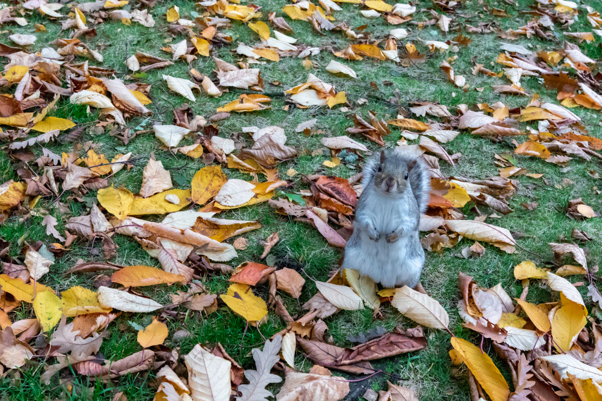 "Haw big man! Huv you got ony nuts?", Grey Squirrel, Glasgow University