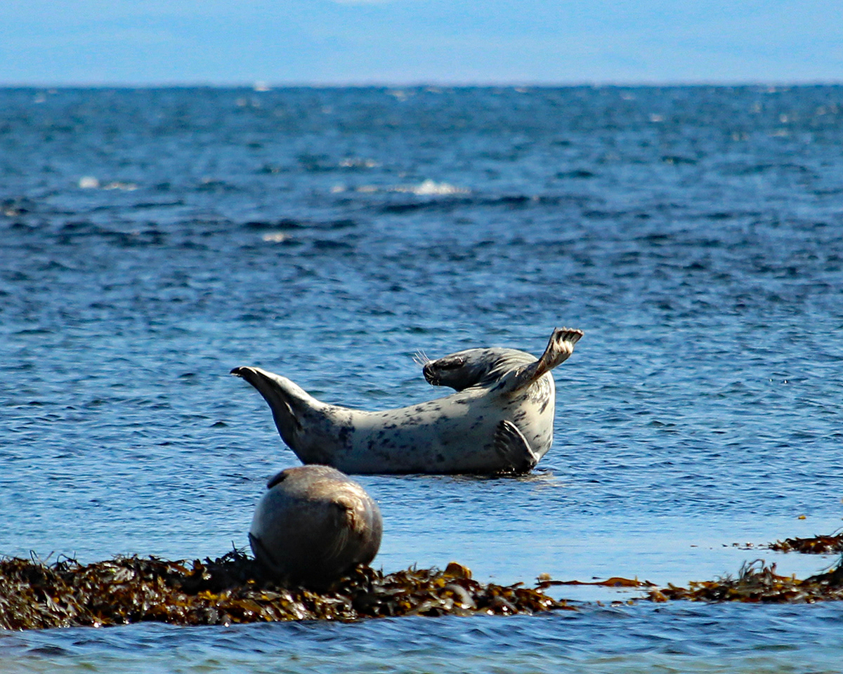 Waving Seal