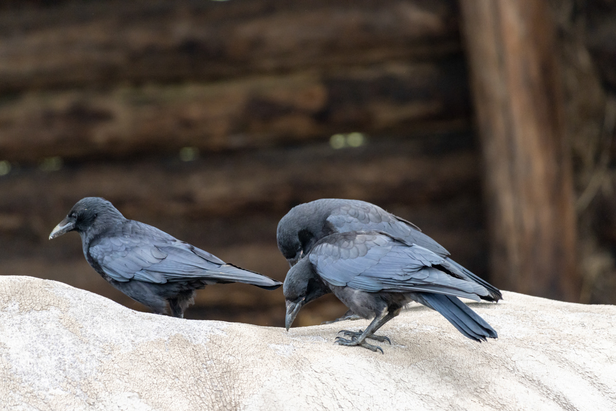 "It's gonna take more than you two to eat this Rhino, I'll get the lads." Crows on a White Rhino's Back.