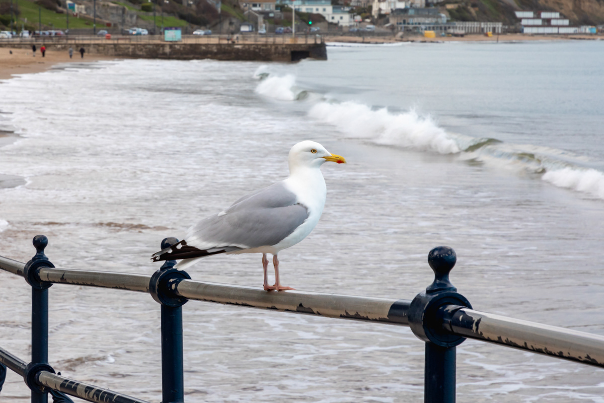 Right you! Go and get me some chips!