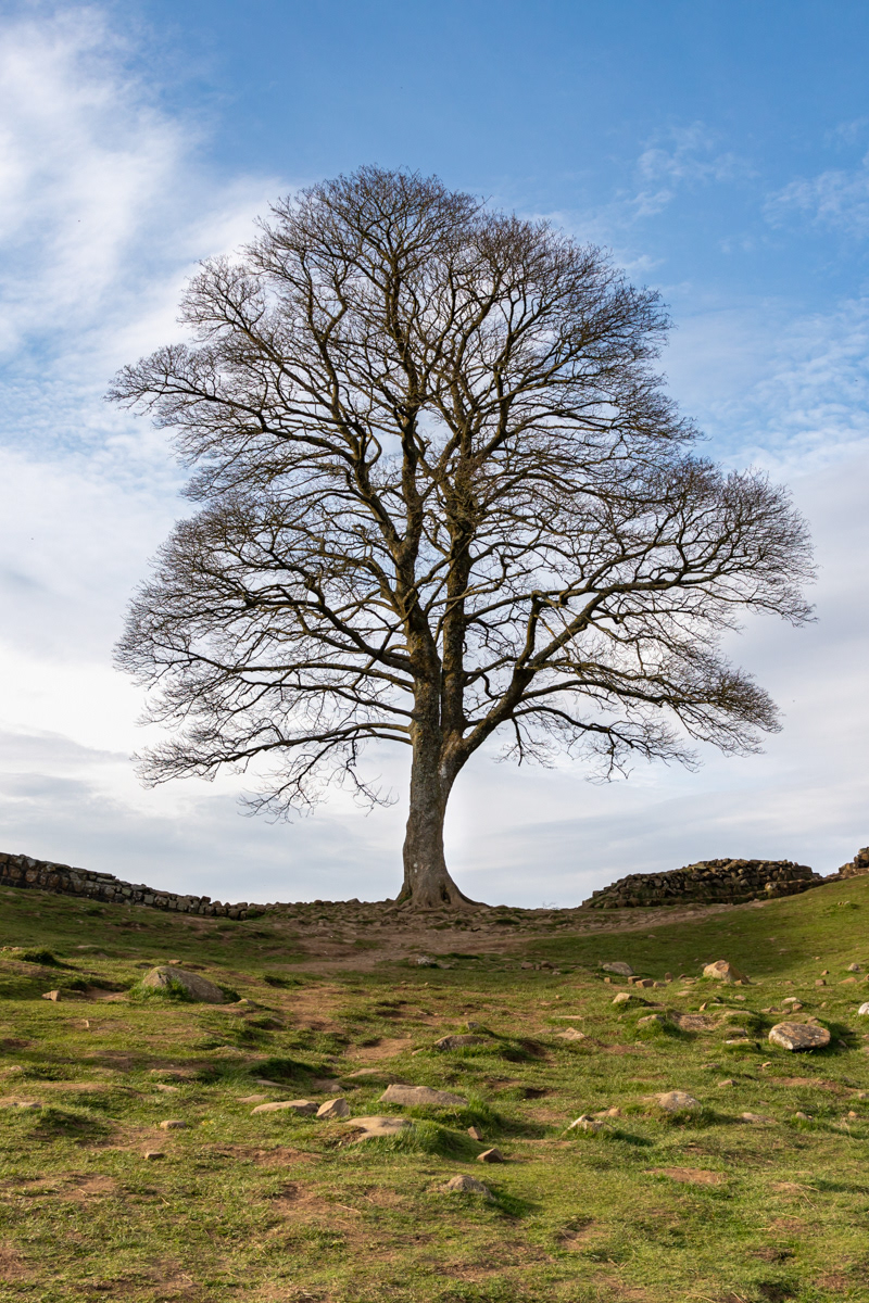 Sycamore Gap
