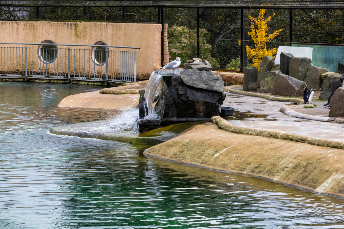 Gentoo Penguin Having a Shower