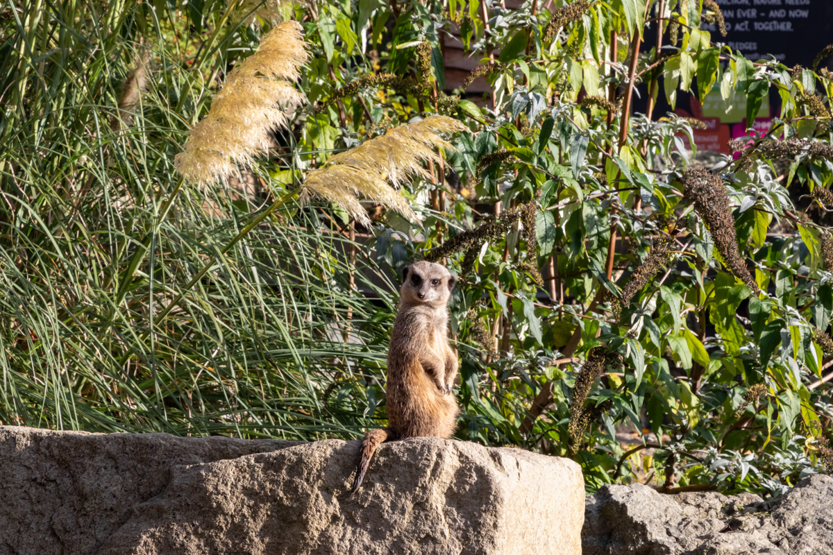 Meerkat