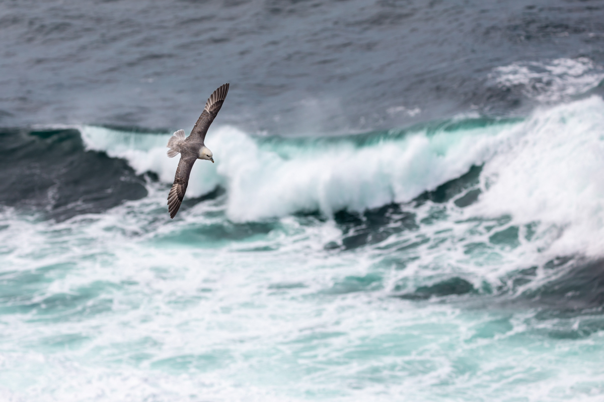 Fulmar