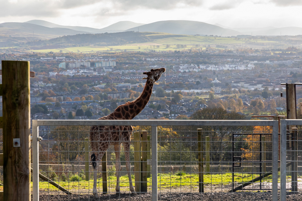 Giraffe drinking water, Edinburgh Zoo