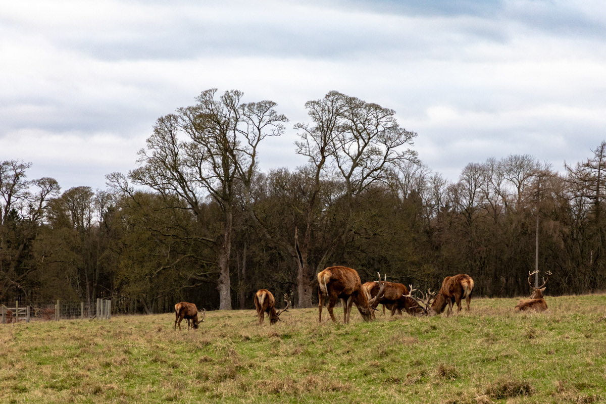 Red Deer (1)