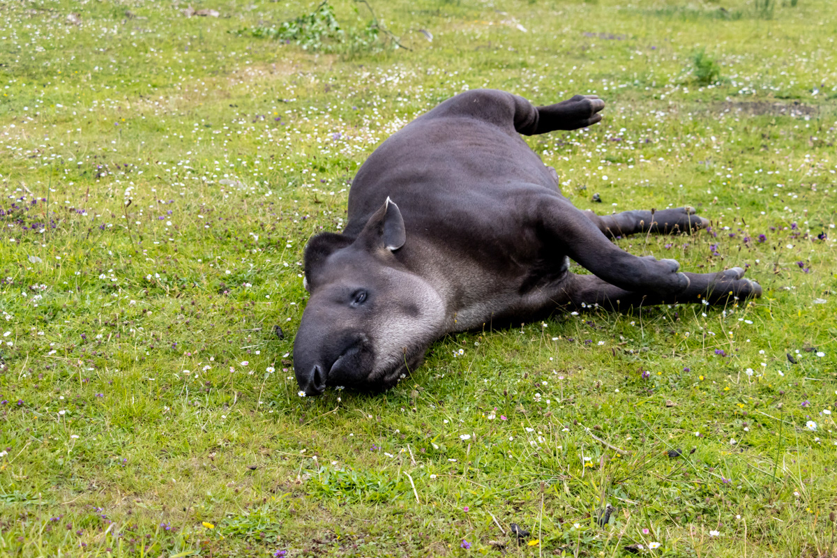 Lowland Tapir (1)