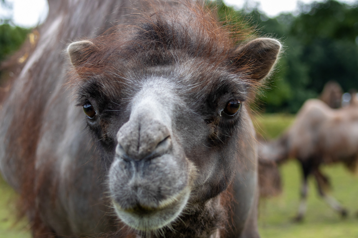 "CAMEL!!" Bactrian Camel trying to get in the car