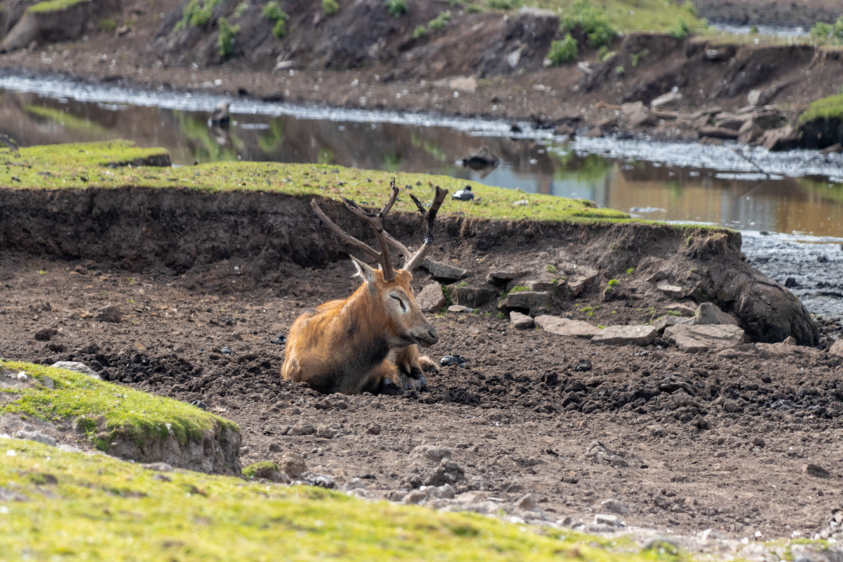 Pere David's Deer (2)