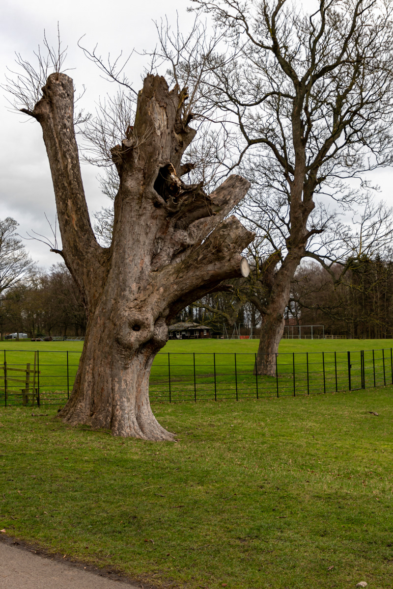 Old Tree (1)