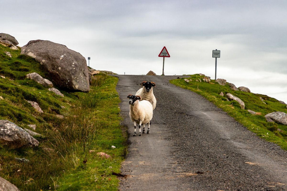 Sheep, Hushinish, Isle of Harris