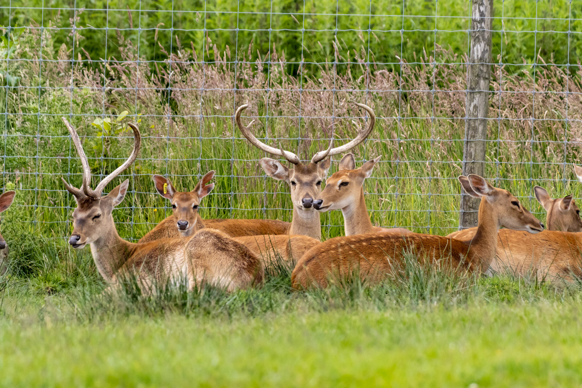 Eld's Deer (1)