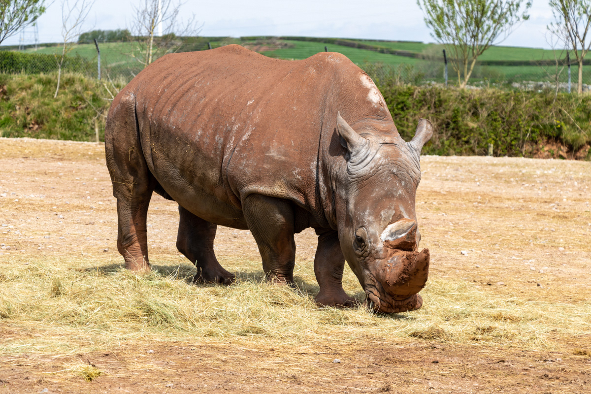Southern White Rhinoceros