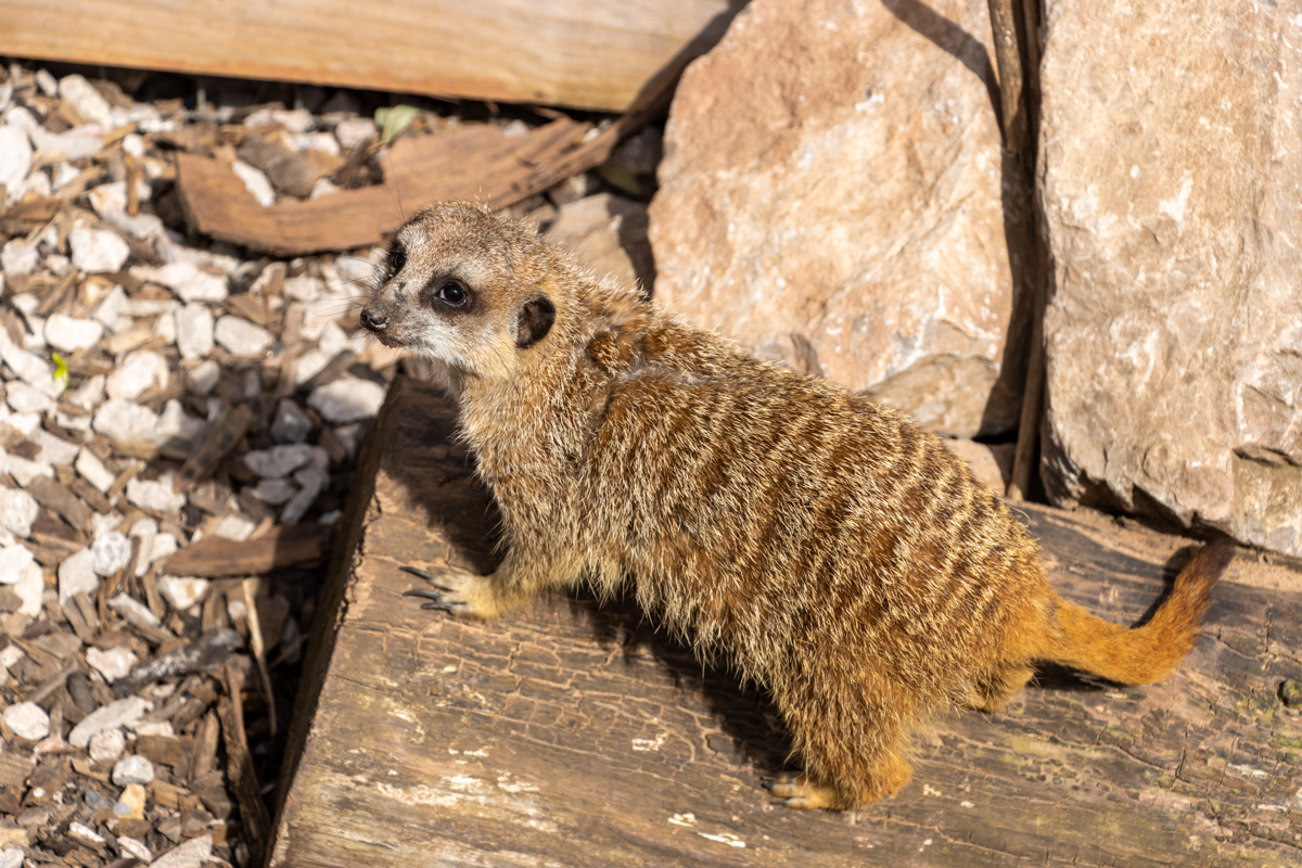 Meerkat