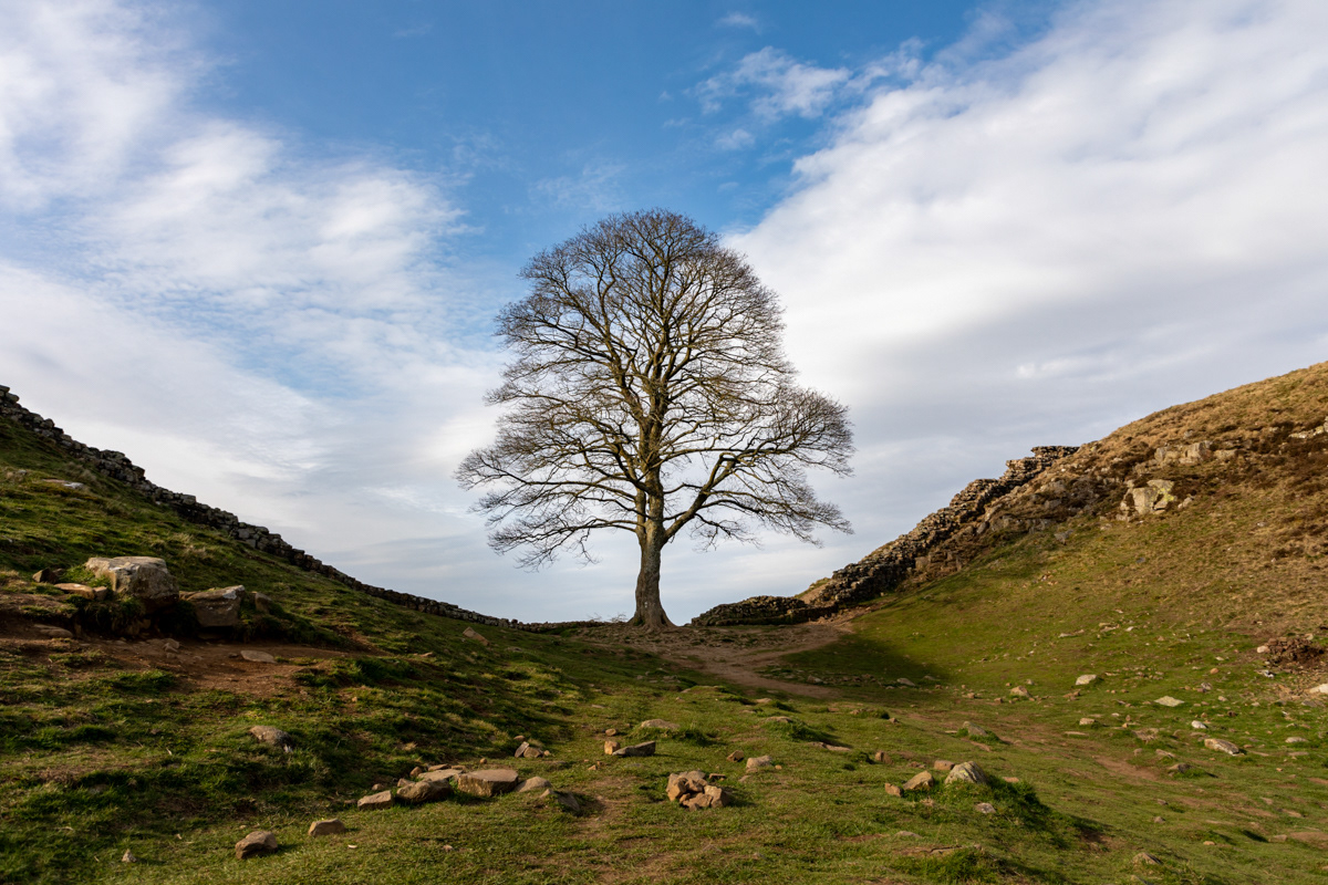 Sycamore Gap, Hadrian's Wall (5)