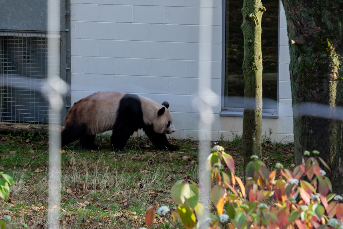 Giant Panda, Edinburgh Zoo
