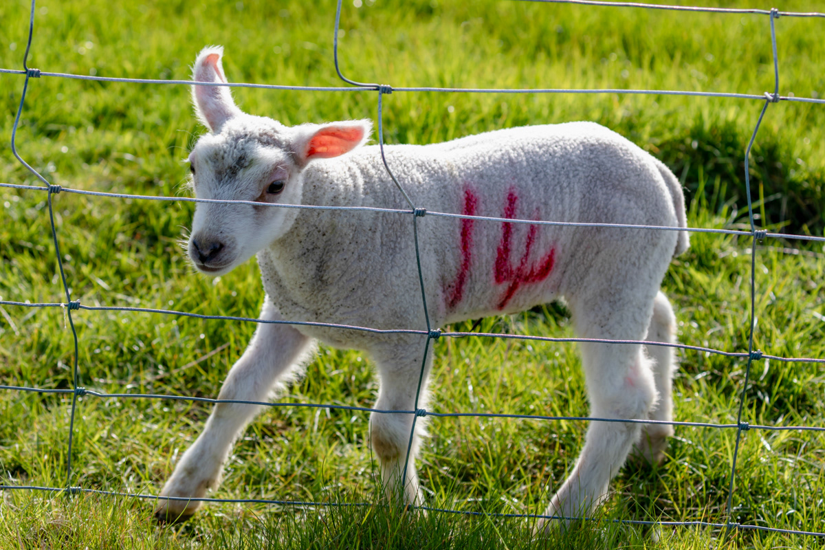 Number 14, The Friendly Lamb