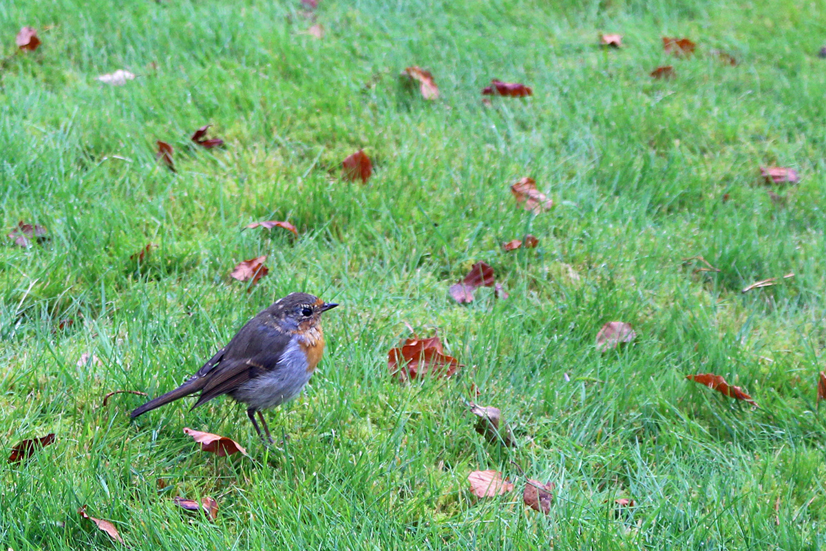 Robin, Brodick Castle