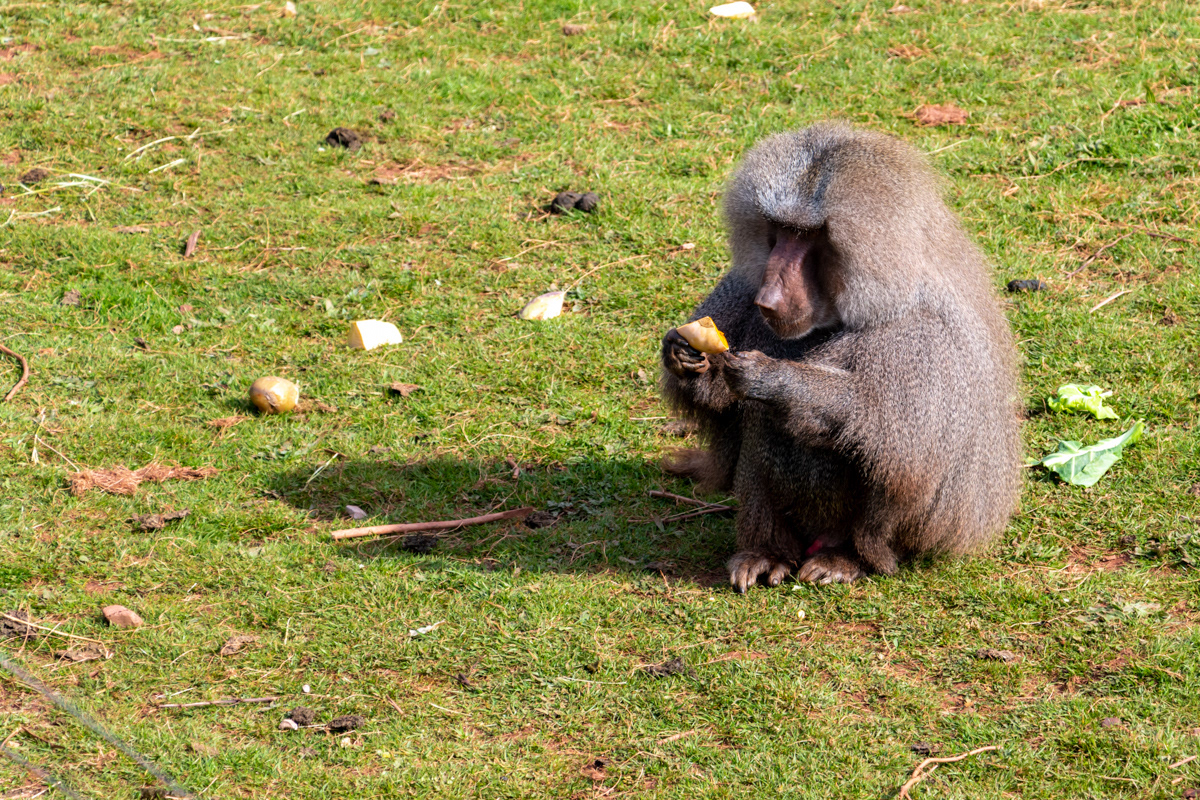 Baboon having his dinner
