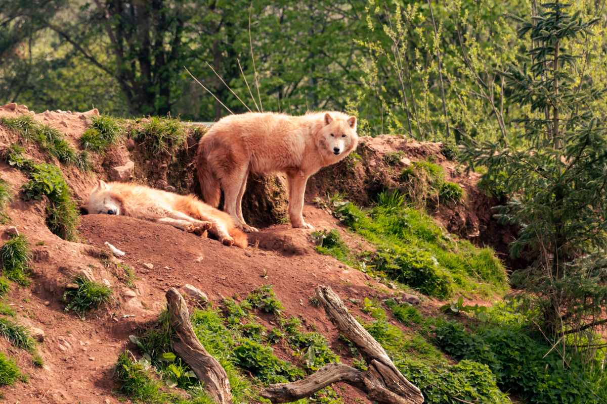 "I think you'll find, I'm in charge here." Arctic Wolves