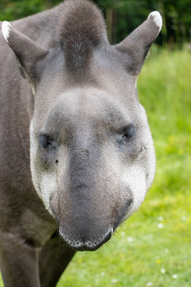 Lowland Tapir (3)