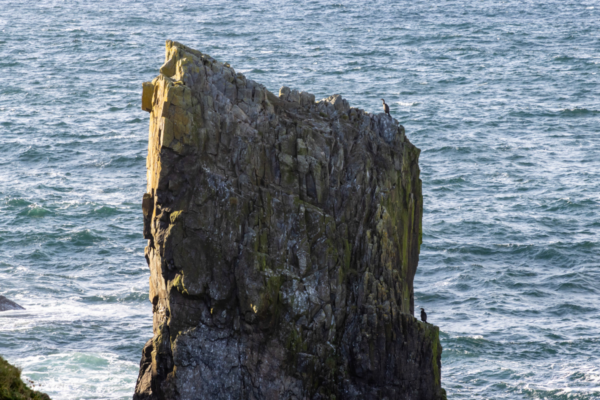 Cormorants, Butt of Lewis, Isle of Lewis