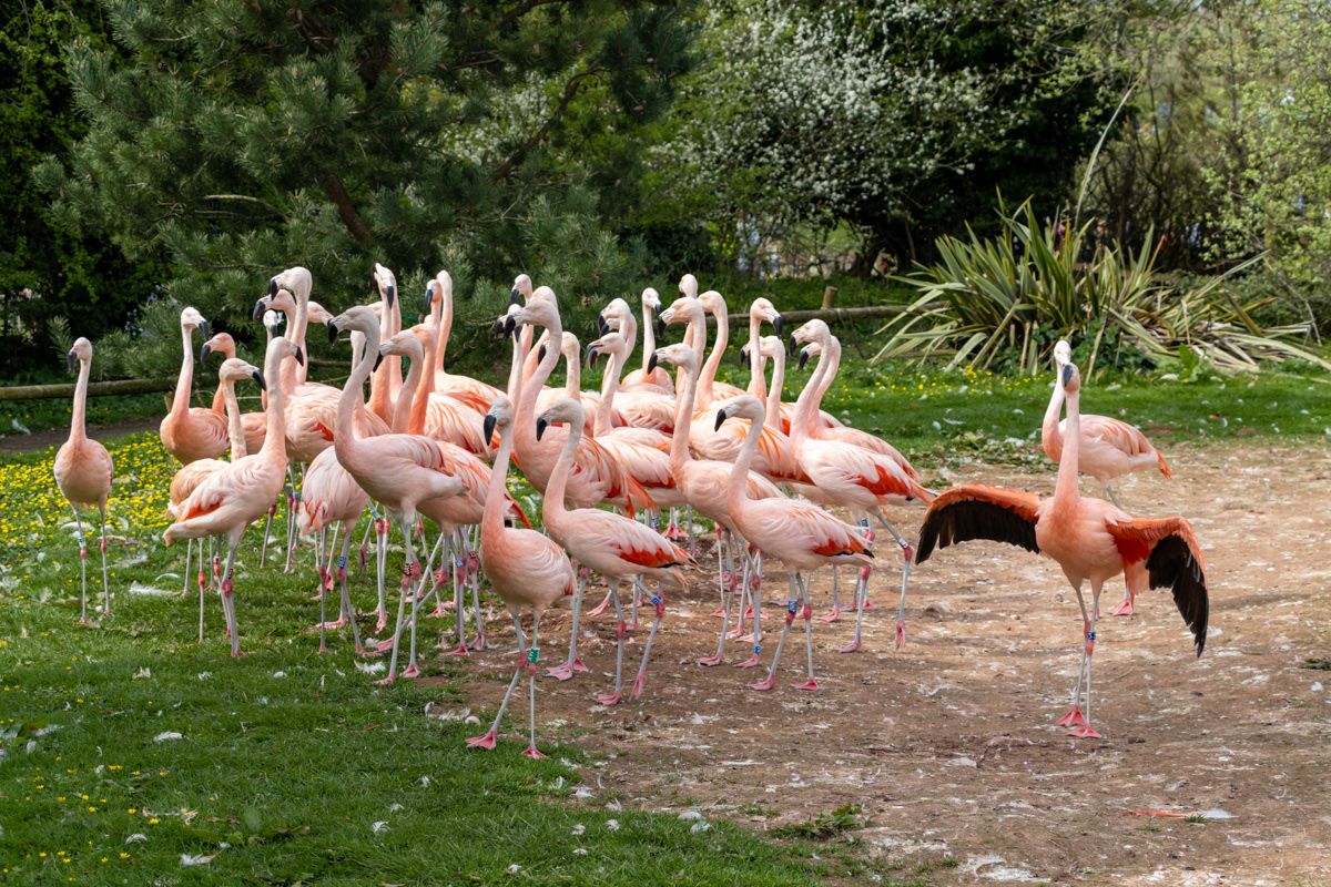 Chilean Flamingos
