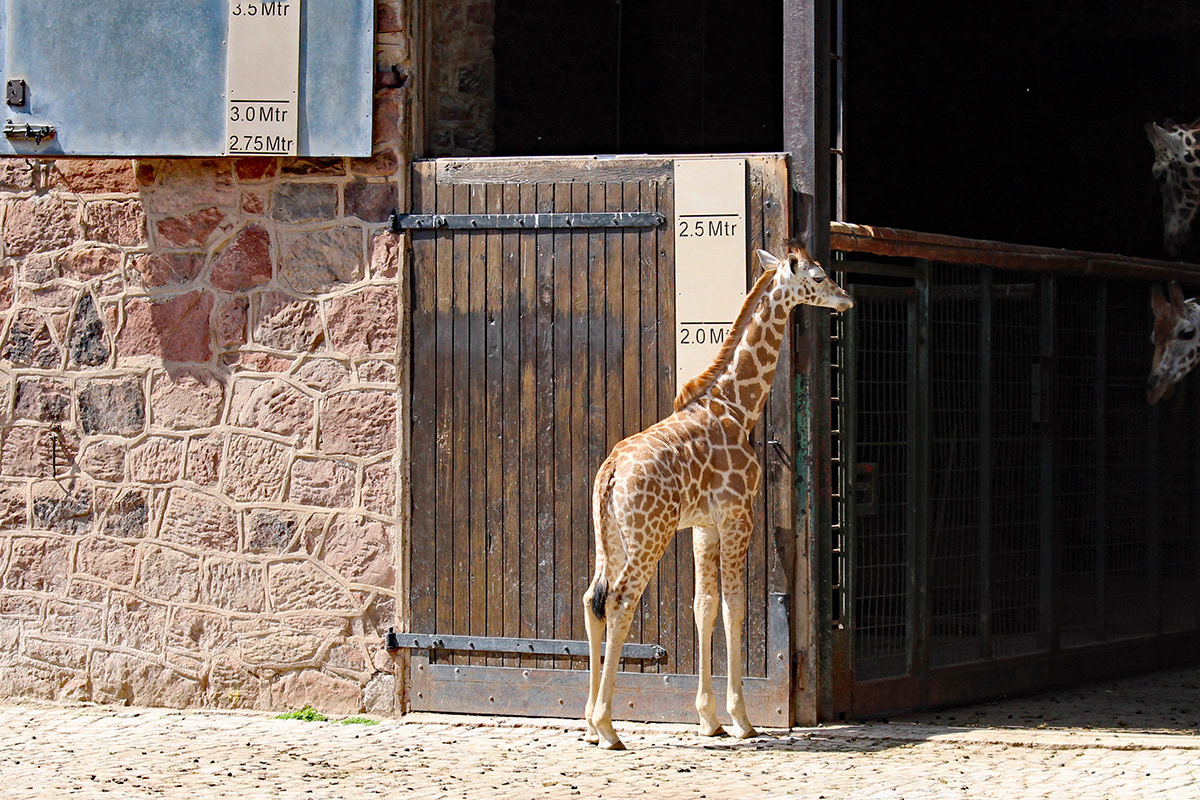 Baby Giraffe, Chester Zoo