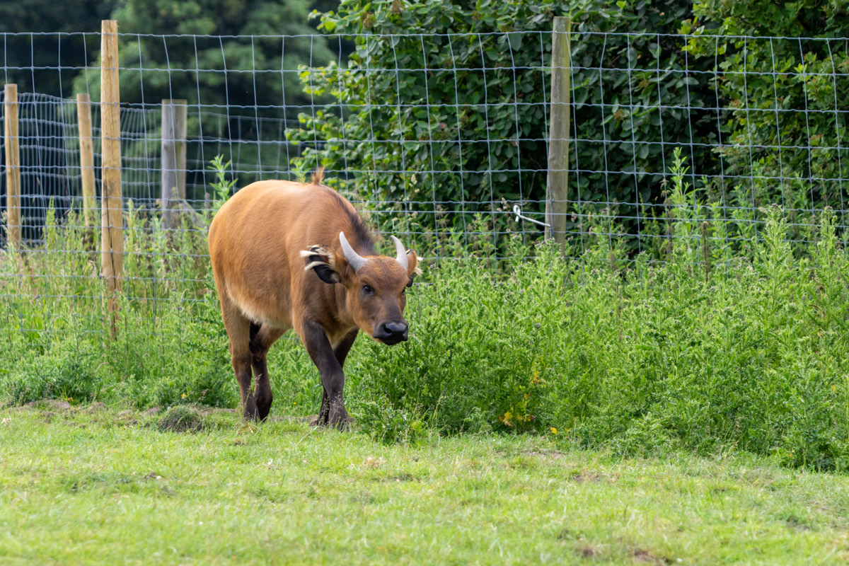 Forest Buffalo (2)
