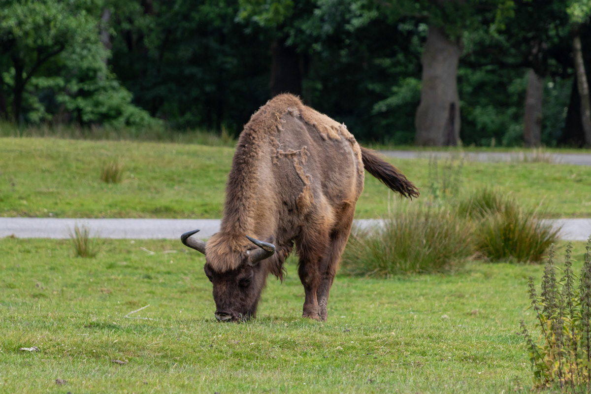 European Bison