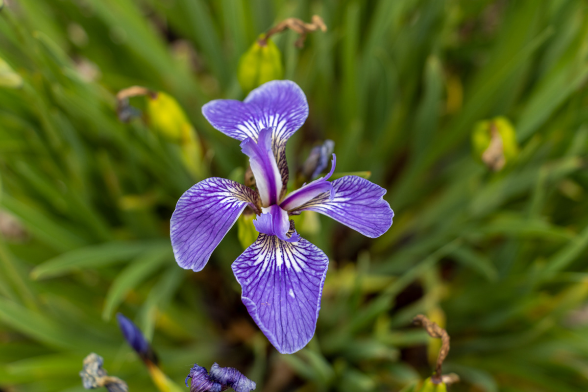 Northern Blue Flag Iris